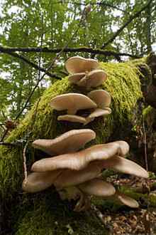 oyster mushroom