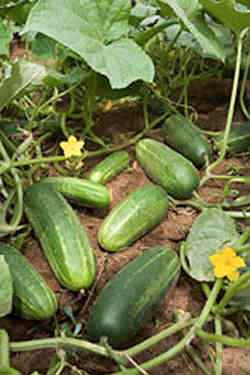 cucumbers