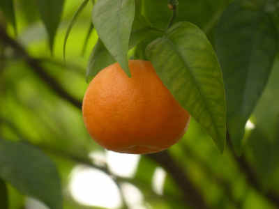 satsuma Fruit