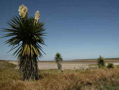 Yucca -Pflanze