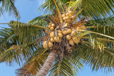 पानी के लिए नारियल