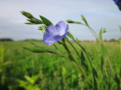 Flax