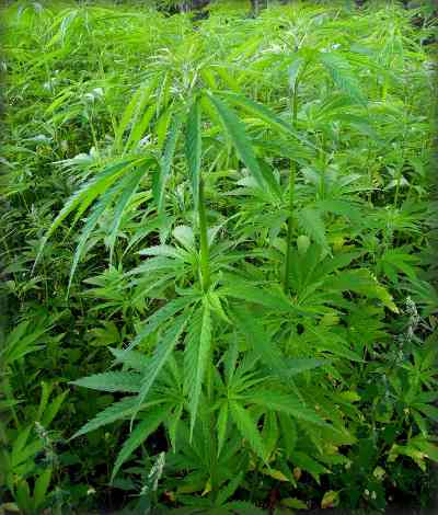 Hemp plants