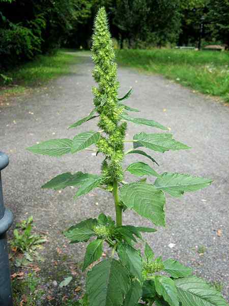 Redroot Amaranth