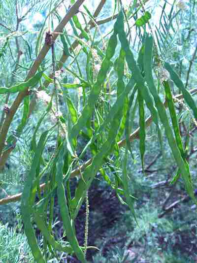 mesquite pods