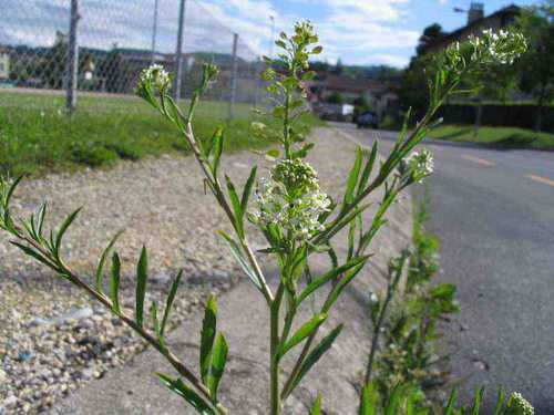 Lepidium_virginicum