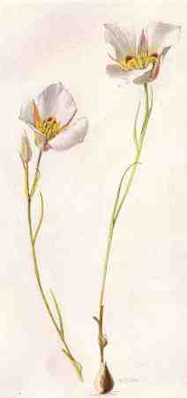 Calochortus nuttallii