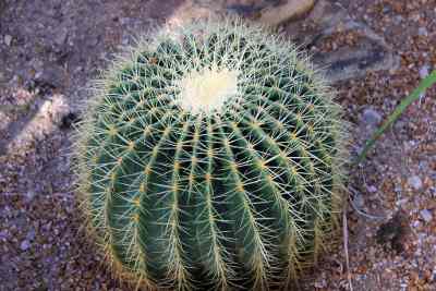 barrel cactus