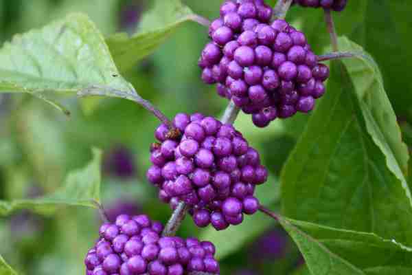 americanBeautyberry