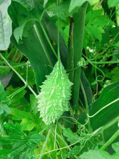 Bitter Gourd