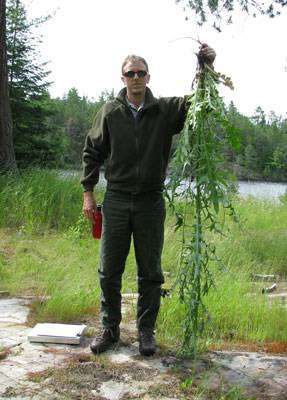 bull Thistle