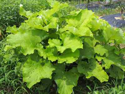 burdock