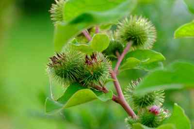 burdock