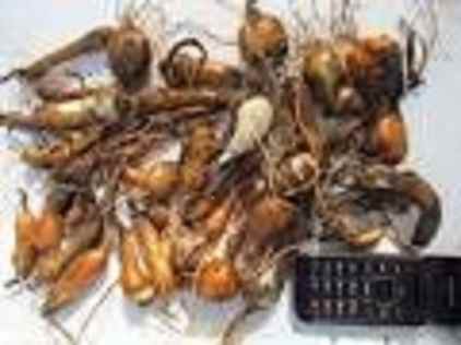 camas bulbs