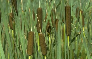 cattail flour