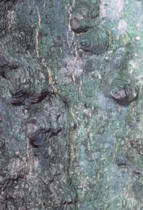 Hackberry Bark