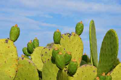 cholla cactus