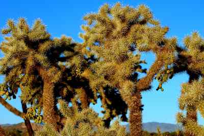 cholla cactus