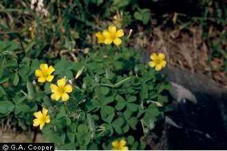 creeping wood sorrel