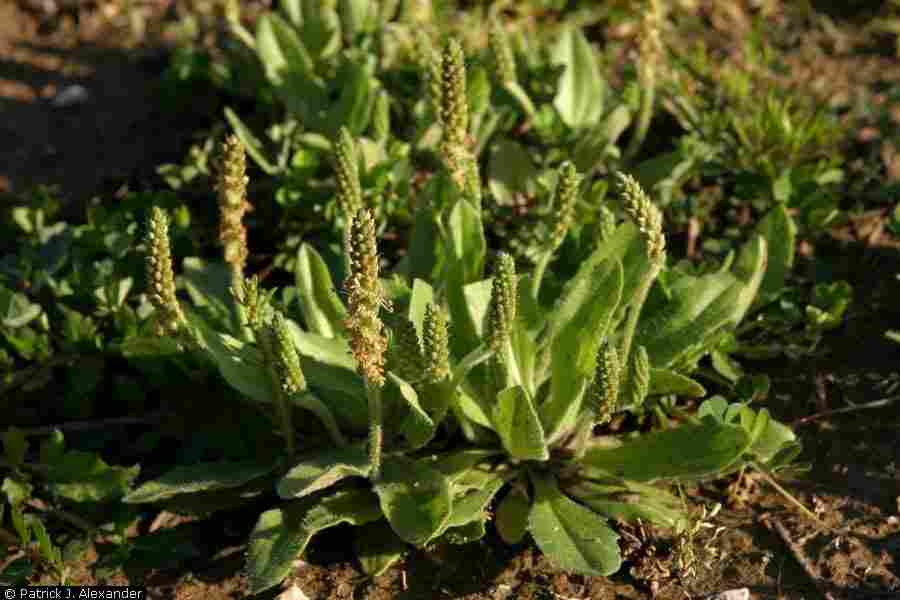 Dwarf Plantain