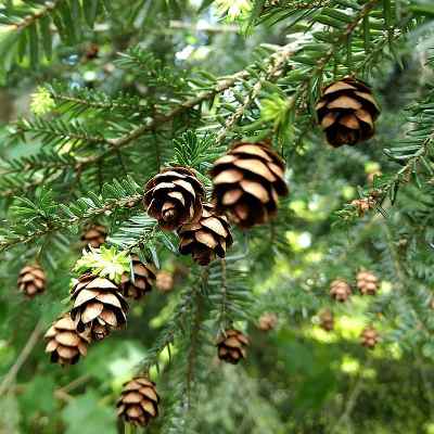 Edible Eastern Hemlock