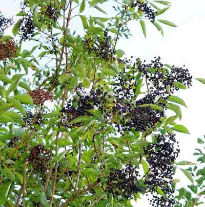 elderberries