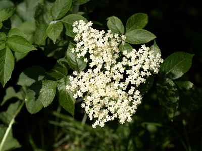 elderberry