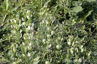 field pennycress