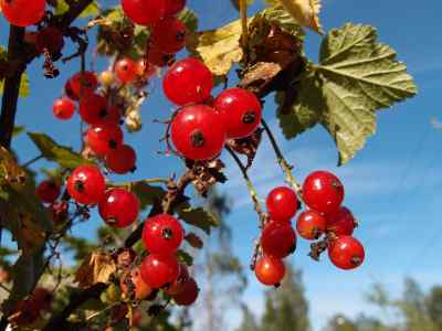 fireberry fruit