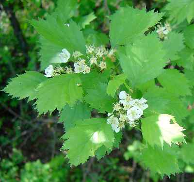 fireberry leaf