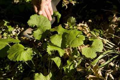 Garlic Mustard