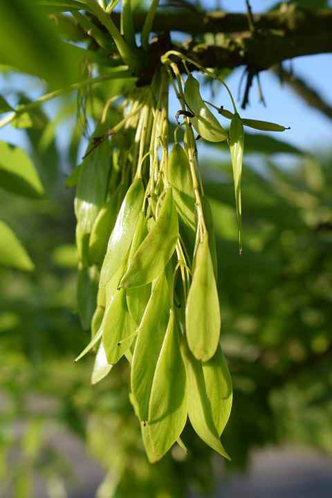 Ash Tree Seeds