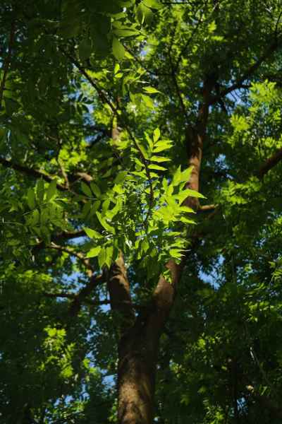 Ash Tree