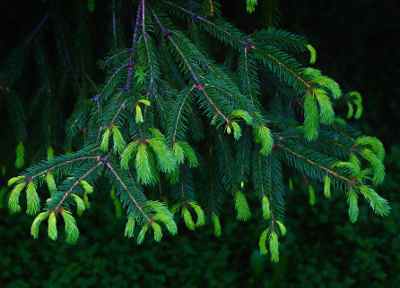 Eastern Hemlock