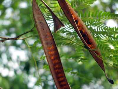 honey locust pods