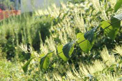 Japanese Knotweed