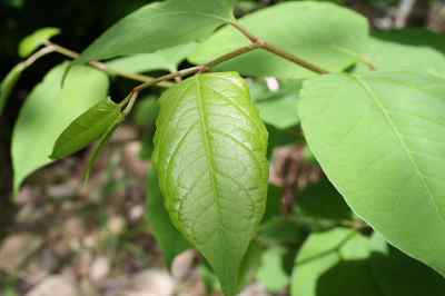 Japanese Knotweed Leaves