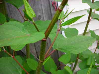 Japanese Knotweed stalk