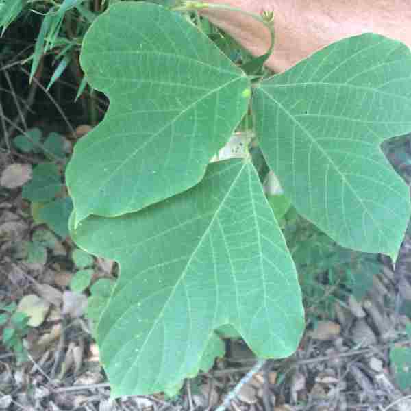 One Kudzu Leaf