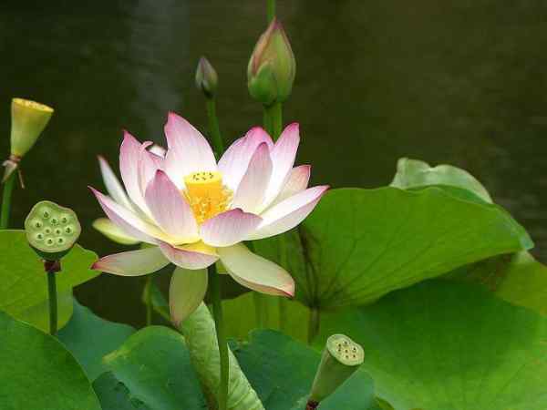 Lotus Flower