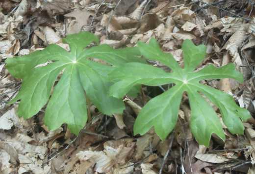 Mayapple