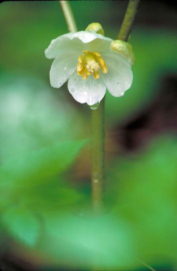 Mayapple Flower