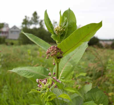 common milkweed