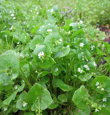 miner's lettuce