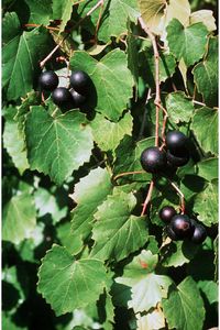 muscadines