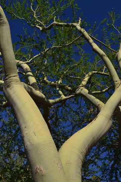cpalo verde tree