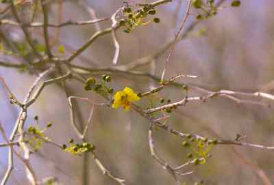 palo verde tree