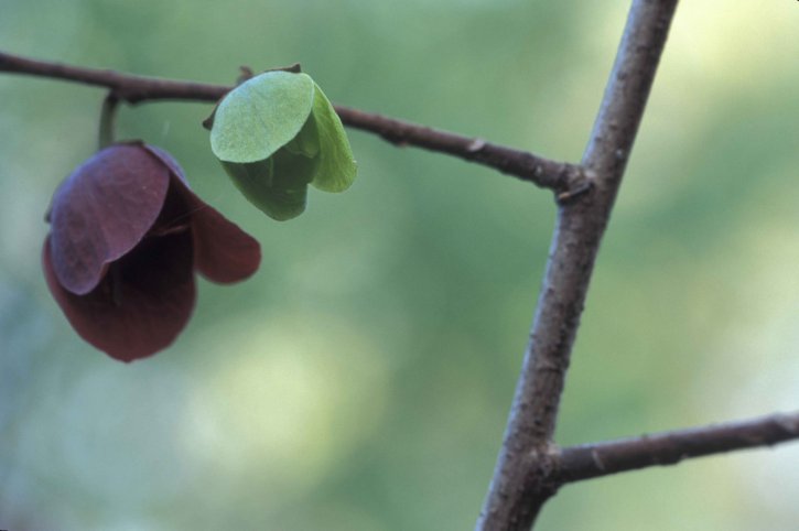 pawpaw flowers