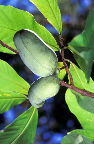 pawpaw fruit