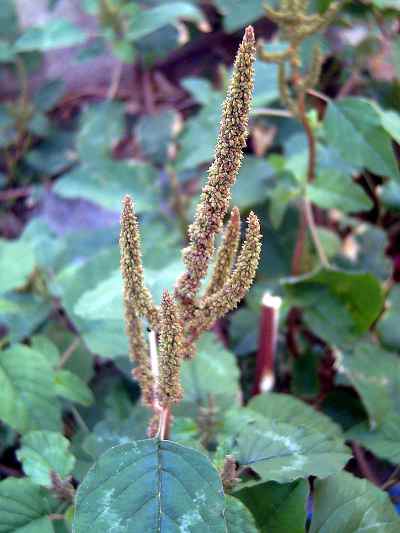 pigweed pigweed